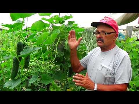 Видео: Огурцы в ведрах  поздним летом - легко и полезно!  Попробуйте - скажете "спасибо"!