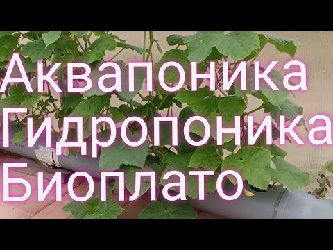 Видео: Аквапоника. Гидропоника. Биоплато. Выращивание растений на воде. Плавающие растения. Карп кои. УЗВ.