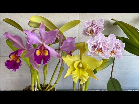 Видео: Моя новая коллекция орхидей. Ну что ж, дубль 3 или всё сначала.