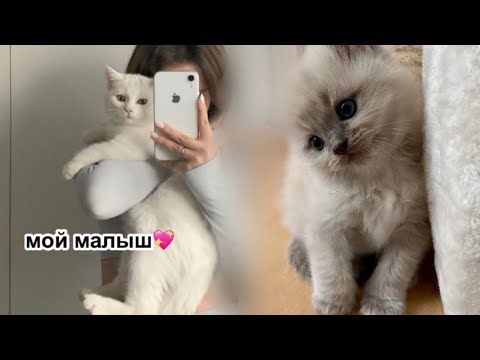 Видео: У МЕНЯ ПОЯВИЛСЯ КОТ 🐈 истерика у кота 😨скупала его😬