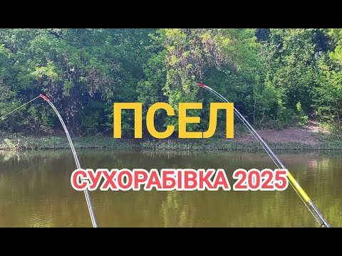 Видео: Псел 2025 Сухорабівка карась головень