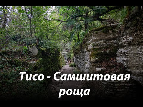 Видео: #76 Тисо-Самшитовая роща