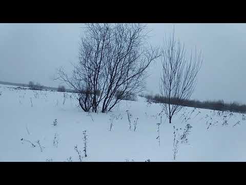 Видео: Смертельная вражда из-за соболиных участков