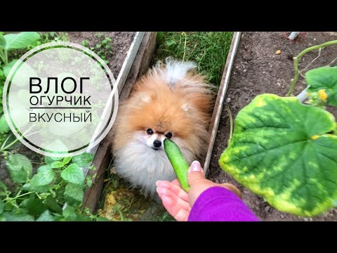 Видео: ВЫРАСТИЛИ ВКУСНЫЕ ОГУРЧИКИ | VLOG