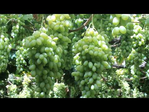 Видео: Ангури Кишмиши Туда Хисор тайёр шуд!!!