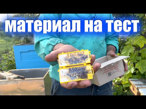 Видео: Бакфаст ИО