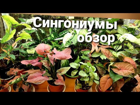 Видео: Сингониумы  /Обзор моей коллекции