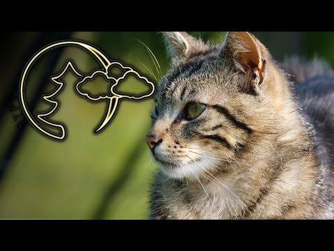 Видео: Релакс, Мурлыканье Кошки, Исцеляющее мурлыкание для сна, A purring cat #21