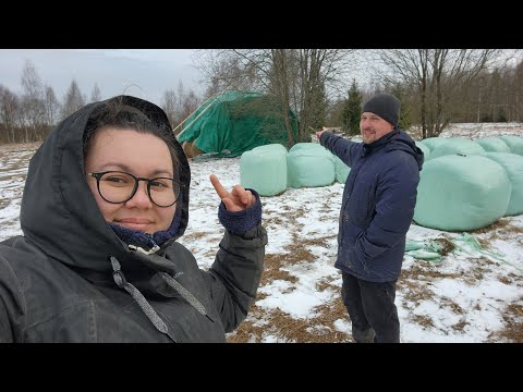 Видео: Доставка сена коровам. Пытаемся разобраться с трактором. Снег в апреле.