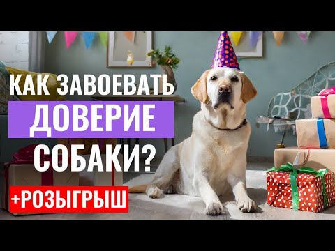Видео: ВСЁ ЛИ В ПОРЯДКЕ в ваших ОТНОШЕНИЯХ с собакой?