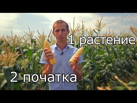 Видео: Сладкая кукуруза Тести Дрим F1. Два початка с растения.