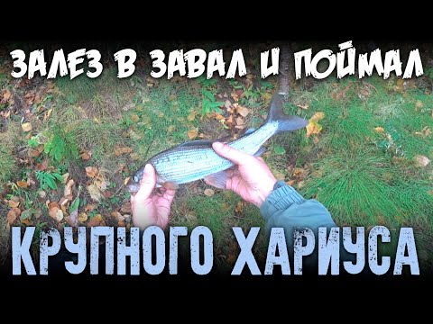 Видео: Залез в завал и поймал крупного хариуса