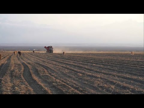 Видео: Агроөнеркәсіп кооперативі «Рepsico» компаниясымен келісімшарт жасасты