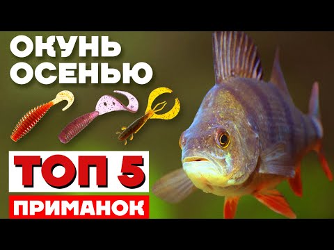 Видео: Как ловить ОКУНЯ ОСЕНЬЮ на СПИННИНГ?! ТОП 5 ПРИМАНОК НА ОКУНЯ - размер, цвет, проводка и анимации!