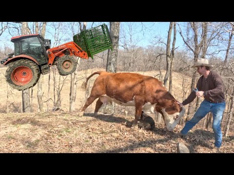 Видео: Ловец телят спешит на помощь!!!