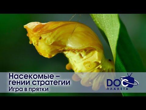 Видео: Насекомые - гении стратегии - Фильм 2.Игра в прятки - Документальный фильм