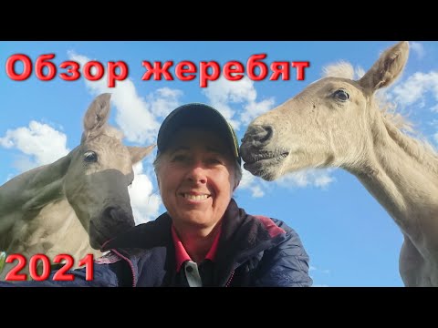 Видео: Знакомство с жеребятами 2021 года рождения и лошадьми проекта.