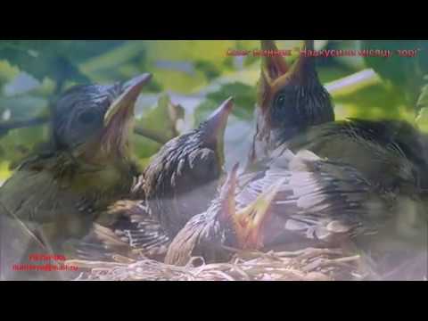 Видео: Надкусили місяць зорі