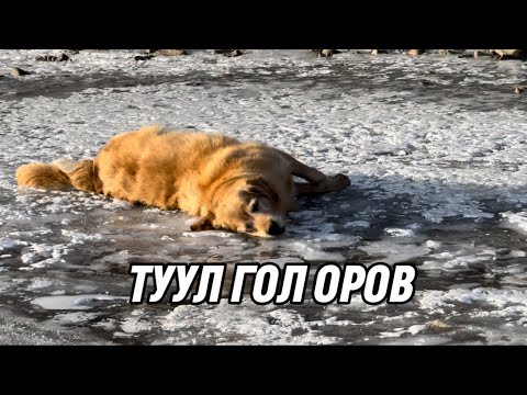 Видео: Туул гол орж салхилав🐶