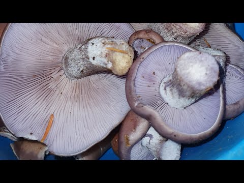 Видео: Наелась фиолетовых грибов. Как приготовить рядовку? Урожай моркови и картофеля. 30.10.2025 Норвегия