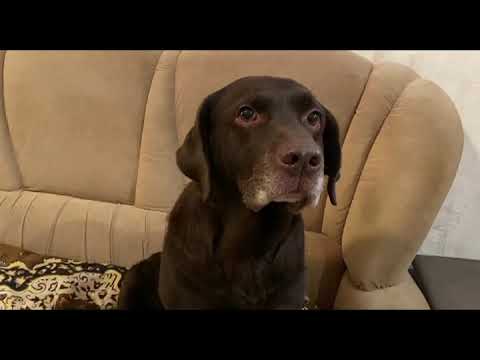 Видео: Лабрадор умеет уговорить