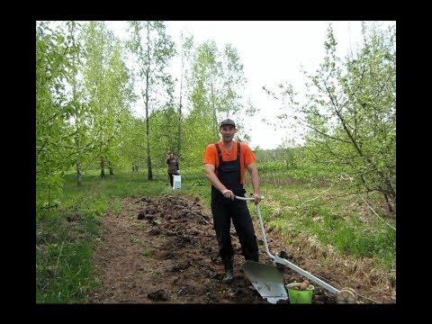 Видео: Как  правильно посадить картофель на огороде  электроплугом, лебедкой.