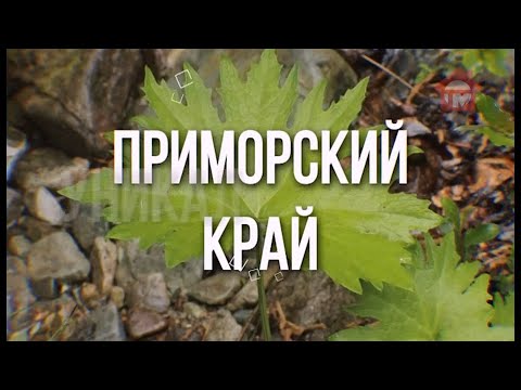 Видео: "Форэст Дамп". Пищевые и лекарственные растения приморской тайги