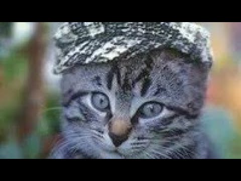 Видео: Доброго вечера.