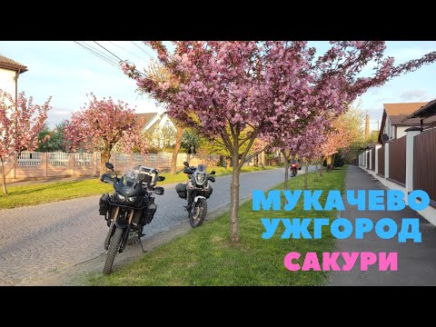 Видео: В Ужгород на цвіт сакури/Закинутий залізничний тунель/Оленяча ферма/Ужоцький перевал