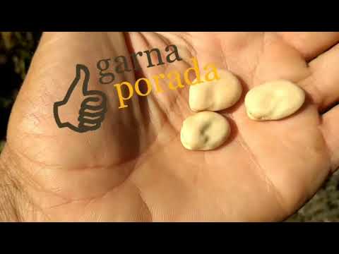 Видео: мои отзывы о выращивании и потреблении овощных бобов (в сравнение с фасолью)