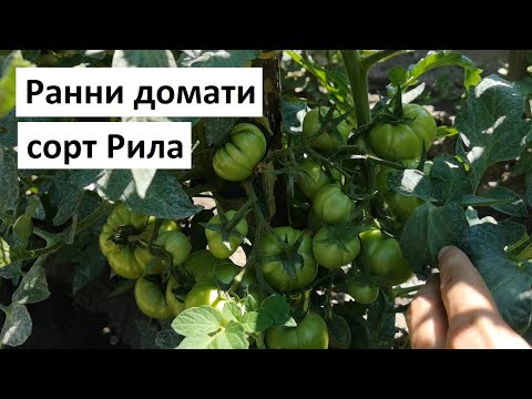 Видео: Ранни домати сорт Рила