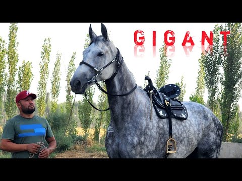 Видео: БАЙ БАЙ ГИГАНТ ОТ СОТИЛАДИ..180.см