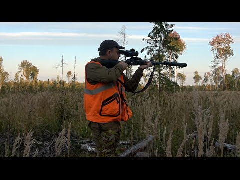 Видео: Охота на лося на реву \ Сильный ветер и медведь