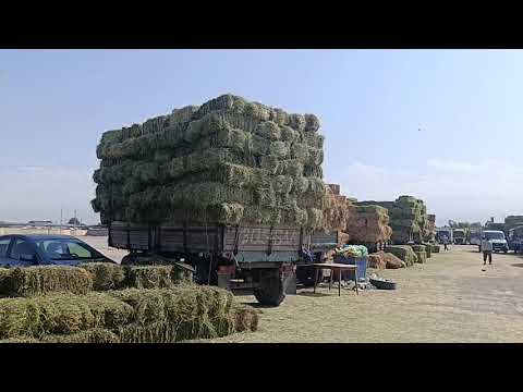 Видео: 13 сентябрь 2025 жыл токмок чөп базары 