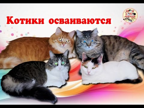 Видео: Котики осваиваются. The cats are settling in.