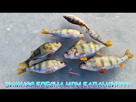 Видео: Зимняя БЛЕСНА или БАЛАНСИР??? Что ЛУЧШЕ работает по окуню?