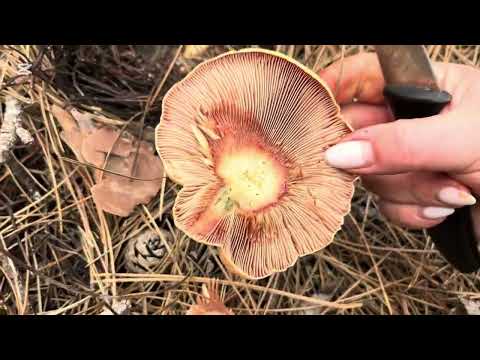 Видео: И ЭТО ТОЛЬКО НАЧАЛО РЫЖИКОВОГО СЕЗОНА!!!🍄‍🟫🍄‍🟫🍄‍🟫2 часть