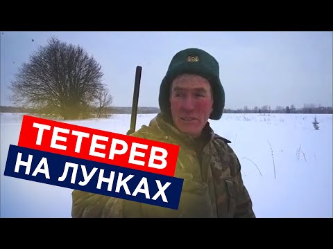 Видео: Охота на тетерева зимой с подхода на лунках