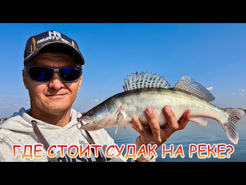 Видео: Где стоит судак? Джиг с лодки на Дону!