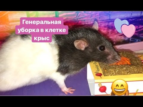 Видео: 🌸Генеральная уборка в клетке у крыс 🐀 💖🐀💖🐀
