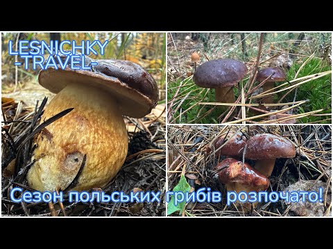 Видео: Сезон польських грибів розпочато!