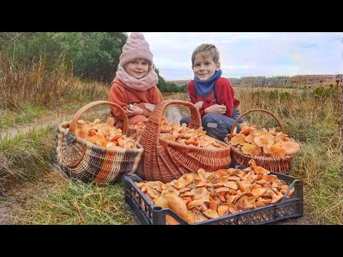 Видео: ЦАРСКИЕ ГРИБЫ - РЫЖИКИ! МЕГА СБОР ОКТЯБРЯ 2022!