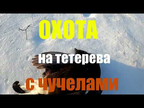 Видео: Охота на тетерева, с чучелами