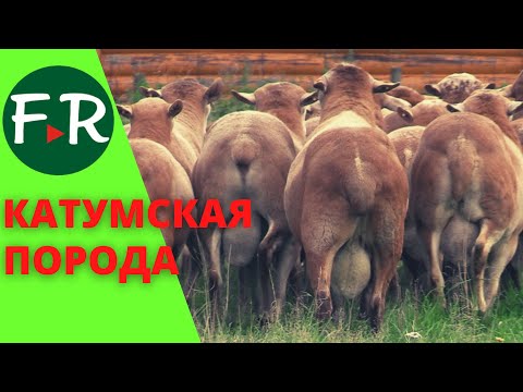 Видео: СуперЭлита! Катумские племенные бараны, маточное поголовье и отборные, элитные ярки на племя