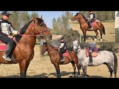 Видео: Аттарды Тандап Ал🔥