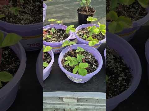 Видео: Обзор + Цены 💥 ЛЕМАНА ☘️ Садовый Центр 🌺 #обзор #магазин #лемана #сад #огород #дача #интересно #блог