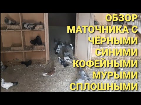 Видео: Николаеские голуби. Обзор маточника с чёрными, синими, кофейными и мурыми сплошными. Pigeons.