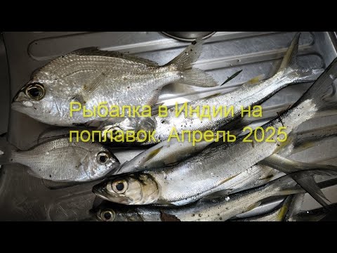 Видео: 2025.04.13 - Рыбалка в Индии на поплавок в апреле. Клюнула новая экзотическая рыба