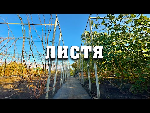 Видео: Підготовка до обрізки - видалення листя. Чекати морозів чи обривати руками - як правильно