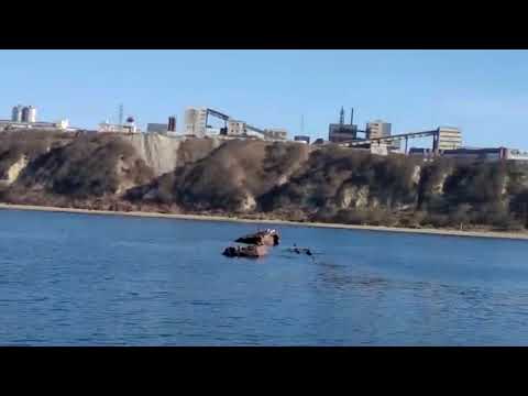 Видео: Косатки ловят нерпу у берега Магадана